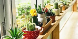 Starting a Live plants and Succulents Ecommerce Store- Sample Business Plan