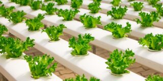 starting a hydroponics business