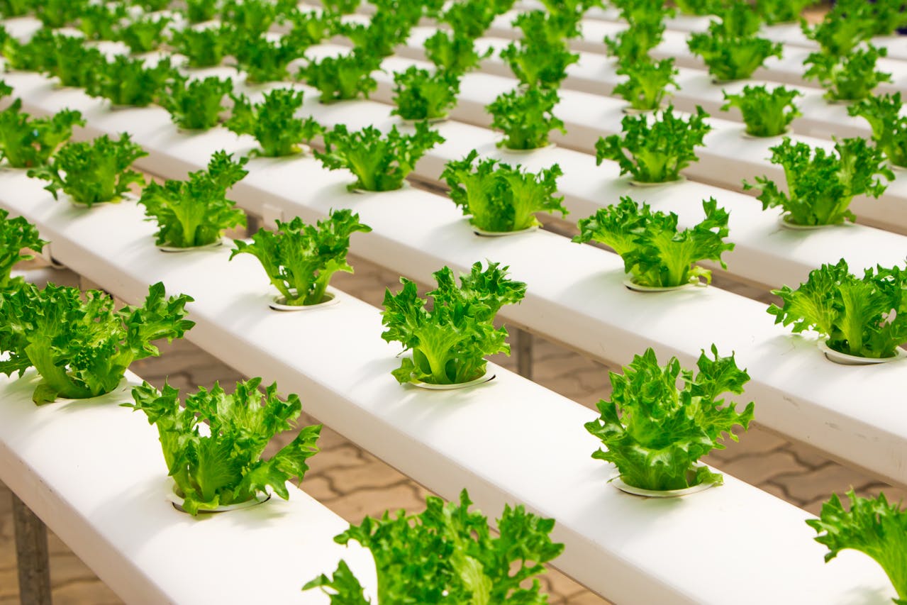 starting a hydroponics business